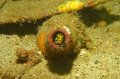 Poison Fang Blenny